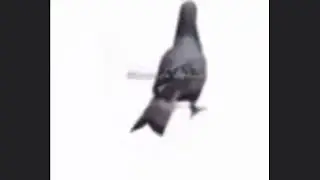 SWA LA LA LA 10 HOURS (pigeon spins)