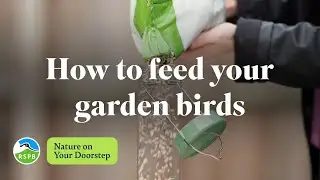 How to feed your garden birds (and hedgehogs) | RSPB Nature on Your Doorstep