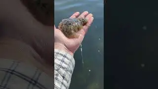 Sea slug