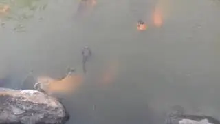 Fish