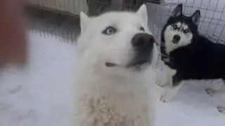 Белый щенок Сибирский хаски Тамерлан любит снегWhite Siberian husky puppy Tamerlan loves snow