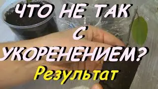 РЕЗУЛЬТАТЫ УКОРЕНЕНИЯ ЧЕРЕШНИ И РЯБИНЫ. ЧТО НЕ ТАК???