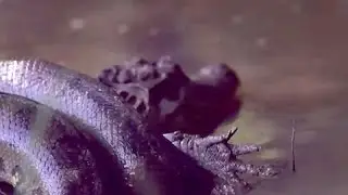 Anaconda Caza y Mata a Cocodrilo