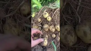Коломба , сорт картофеля , урожай 2024 #farming #agriculture #seeds #farm #potato #farmer #food #agr