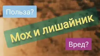 Мои растишки/ Мох и лишайники/ #МохЛишайники
