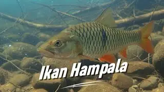 Anglers' Favorite || Origins and Habitat of Hampala Fish