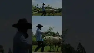 Beri Daku Sumba ~ Taufik Ismail #horse #puisigalau #puisirindu #puisikangen #sad #puisi