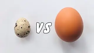 The Absolute Best Eggs For Pets (Nutrition Details)