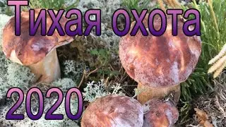 Тихая охота 2020