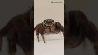Пауки-скакунчики. Глазастая милота. // Clever Cricket #shortvideo #shorts #short