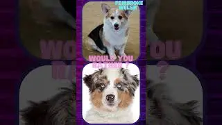 Would You Rather? Special 🐶Dog Breeds🐕 