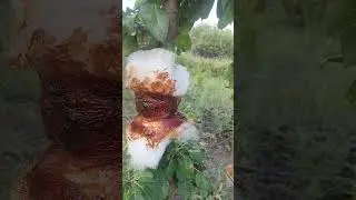 защита от муравьев и тли, часть 2