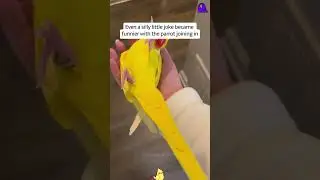 The Unexpected Parrot That Made a Family’s Everyday Life Much Happier