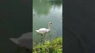 Сочи, парк Южные культуры, лебеди