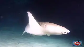 MALDIVES 2019