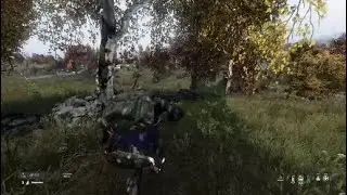 Dayz