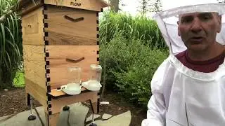 Lean Bee Keeping Day 4