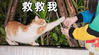 救了一隻從9樓掉下來的小貓，但原主人拒絕帶她回家｜李喜猫