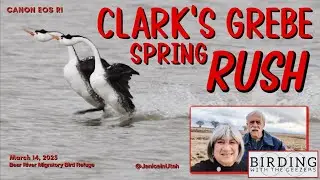 Clark's Grebe Spring Rush!