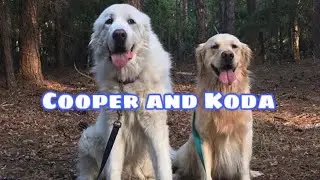 KODA AND COOPER