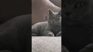 CAT TRAINING | HOW TO TRAIN YOUR CAT | CAT VIDEOS | HONEST CAT | MEOWMEOW | #shorts