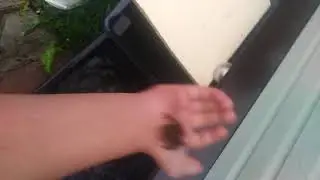 Лягушка спрыгнула