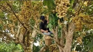 Woww....Serasa diNegeri Buah,.Panen Buah Khas Sumatera Selatan.
