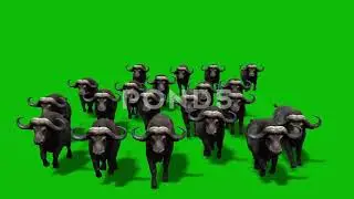 Buffalo Green Screen Animation