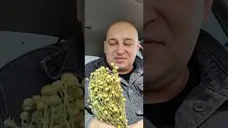 Гармала Адраспан Юзерлик