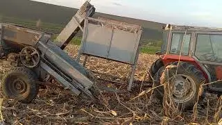 Збір кукурудзи.