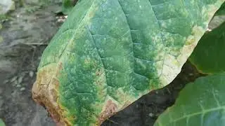 Дюбек