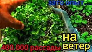 УСТАЛИ ТЕРЯТЬ ПЕТУНИЮ ПОСЛЕ ВСХОДОВ, это видео для Вас📌Делюсь опытом который мог меня сломать, но...
