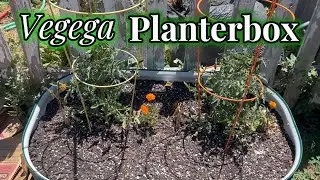 Vegega Planter Boxes: The Ultimate Guide and Review
