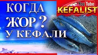 When do mullet bite? When do mullet bite? Black Sea mullet fishing in Skadovsk