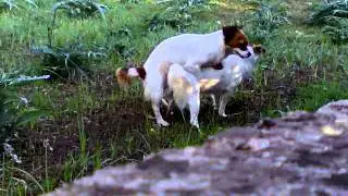 Incredible Gay Dogs!!!
