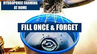 HYDROPONIC FARMING AT HOME - KRATKY METHOD FILL ONCE AND FORGET