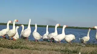Ростов-Лобстер это не только раки но и вот такие ГУСИ!!!