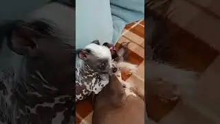 Теперь у нас их двое 🤣