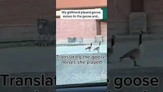 Are geese in gangs? #gg #animal #meme #tiktok #tiktokviral