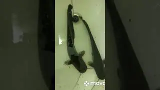 Хороши , ребята, Сомики !!!