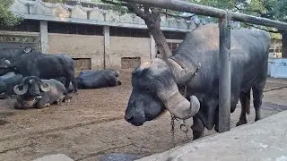 Jafrabadi baffalow bull baps yagnapursarth gir gaushala salangpur
