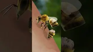 Why do 🐝 bite?