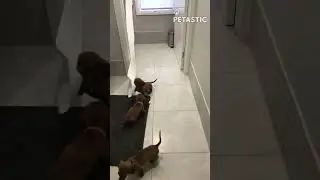 These Adorable Pups Can't Get Enough of Toilet Paper!
