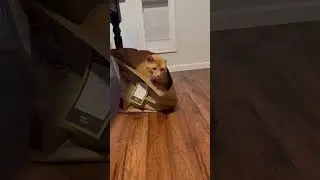 Orange cat REACTS to dropped item