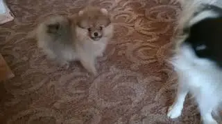 прикольный маленький малыш шпица! продажа!