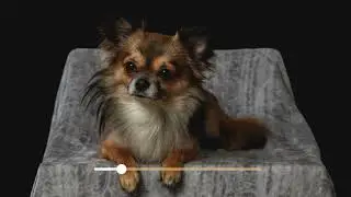 20 Cute DOGs & CATs Sound Effects [NO COPYRIGHT] - FREE DOWNLOAD