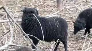 Ovis aries Ouessant. Молодёжь резвится.