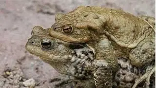 The frogs are having sex. Stunner