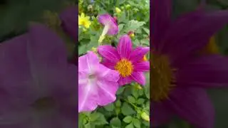 Beautiful Flowers #trending #flowers #shorts