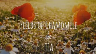 Wild Chamomile grew on our Italian Farm fields, and I make some Tea